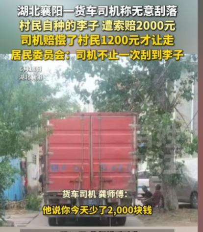 湖北襄阳，货车司机开着货车进村，结果车厢太宽，道路太窄，通行中将路边的李子树，蹭