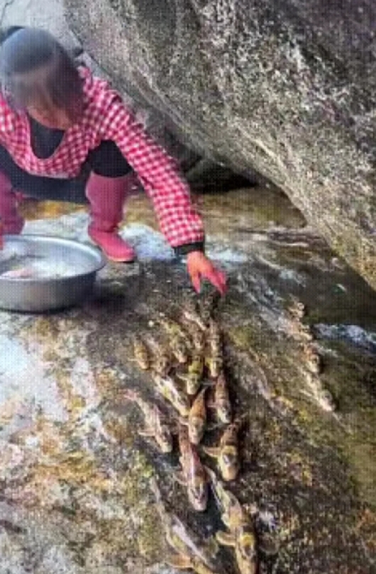 广东韶关，有一位阿姨在家门口的小溪洗衣服的时候，发现很多小鱼爬上石头面上，这是一