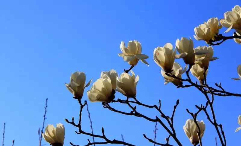 今日娱闻
白玉兰刘亦菲到底去没去
郑欣宜受伤退出歌手？
白玉兰男主到底是谁？
白
