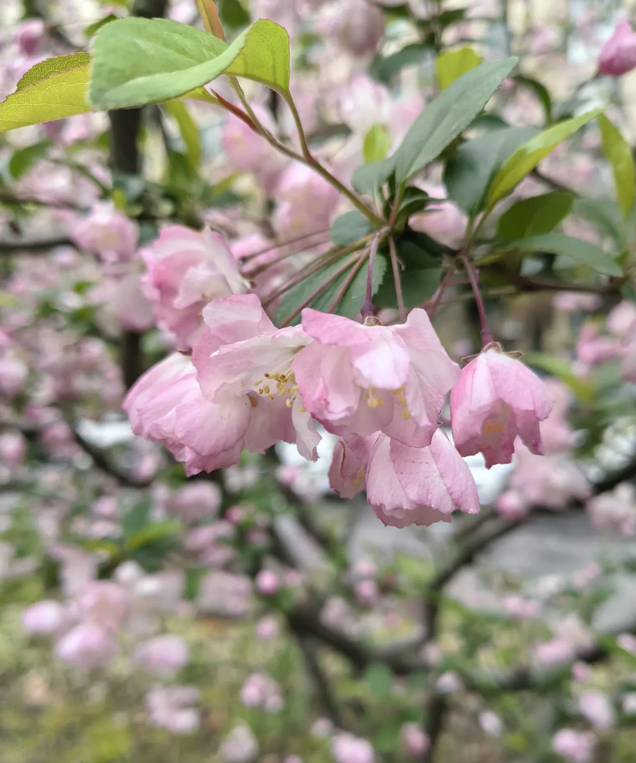 #随手拍的花分享#