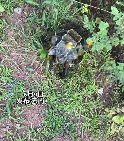 而这一幕也是引起了网友们的热议。有网友表示：这乌龟很特别啊，为啥我养了好几年的乌