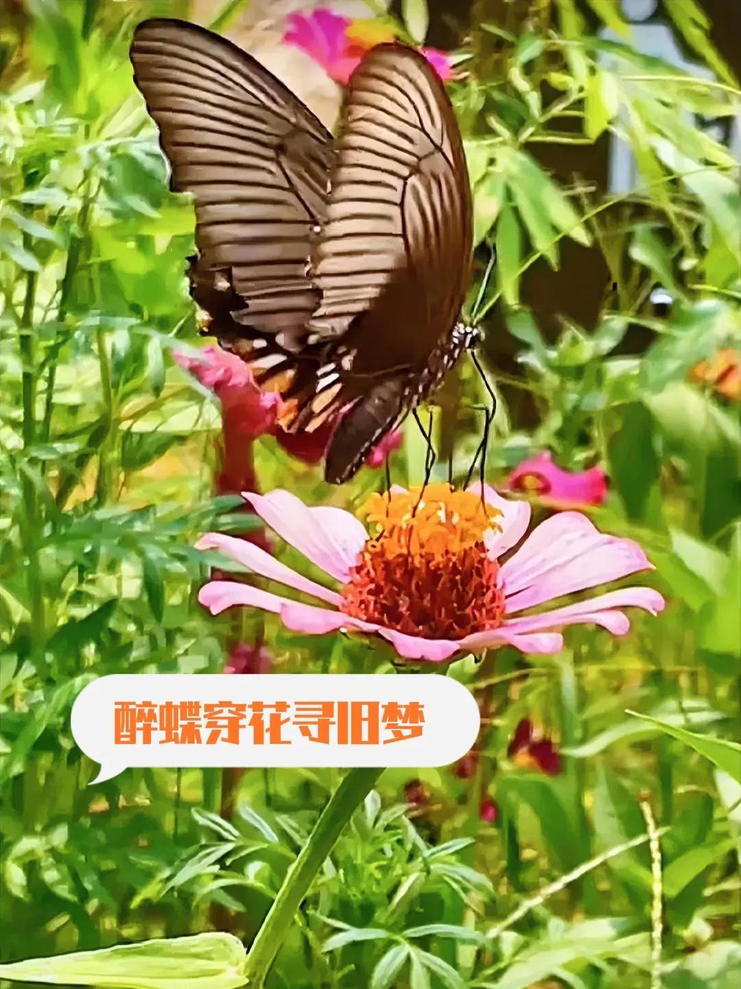 上联：醉蝶穿花寻旧梦