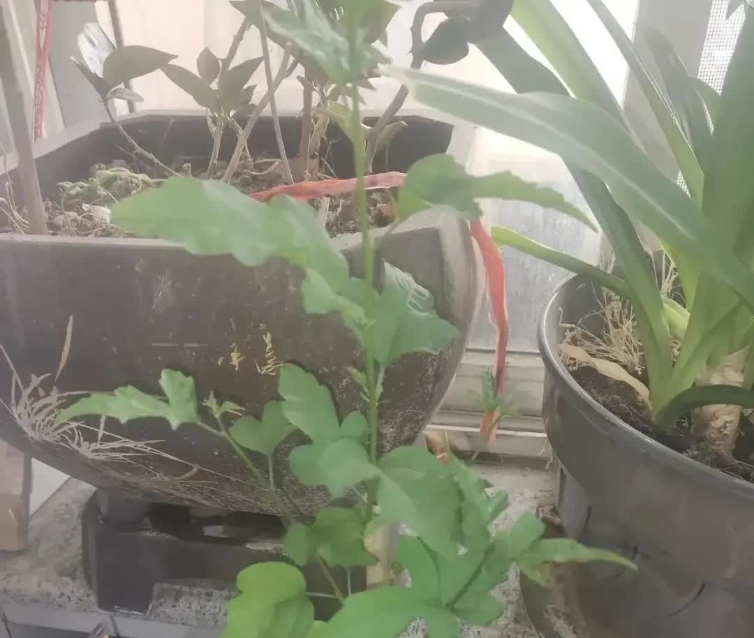 江苏宿迁发假苗，河南女子买三角梅，到货她瞧着这棵植物的枝条，觉得不像是三角梅。于