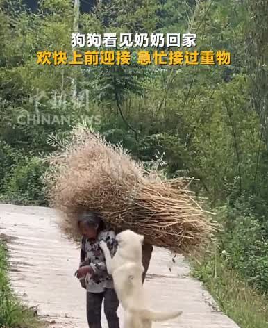 “万物皆有灵！”四川资阳，一位80多岁的老人背着一大捆柴火回家，家里的狗狗早早就