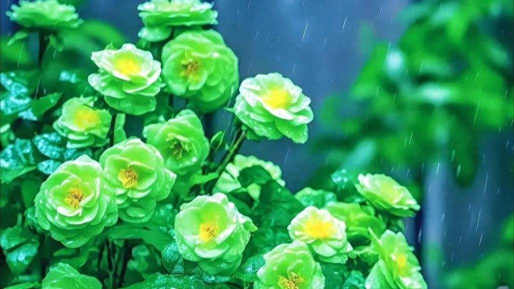 天是蔚蓝的，风是自由的，云是舒展的，你是快乐的