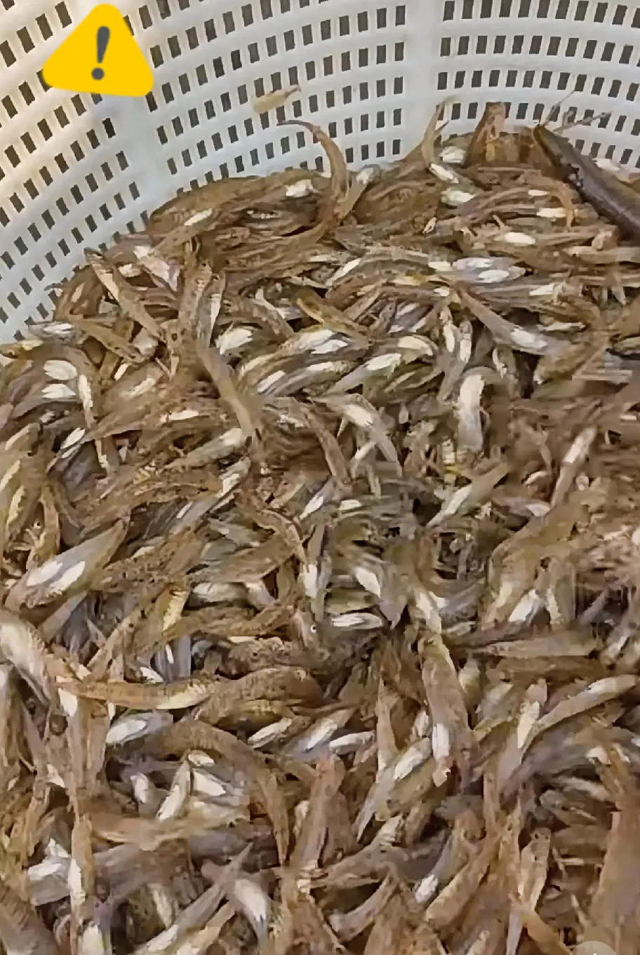这么怎么这么贵？
这是什么鱼？能吃吗？居然高达50元一斤！