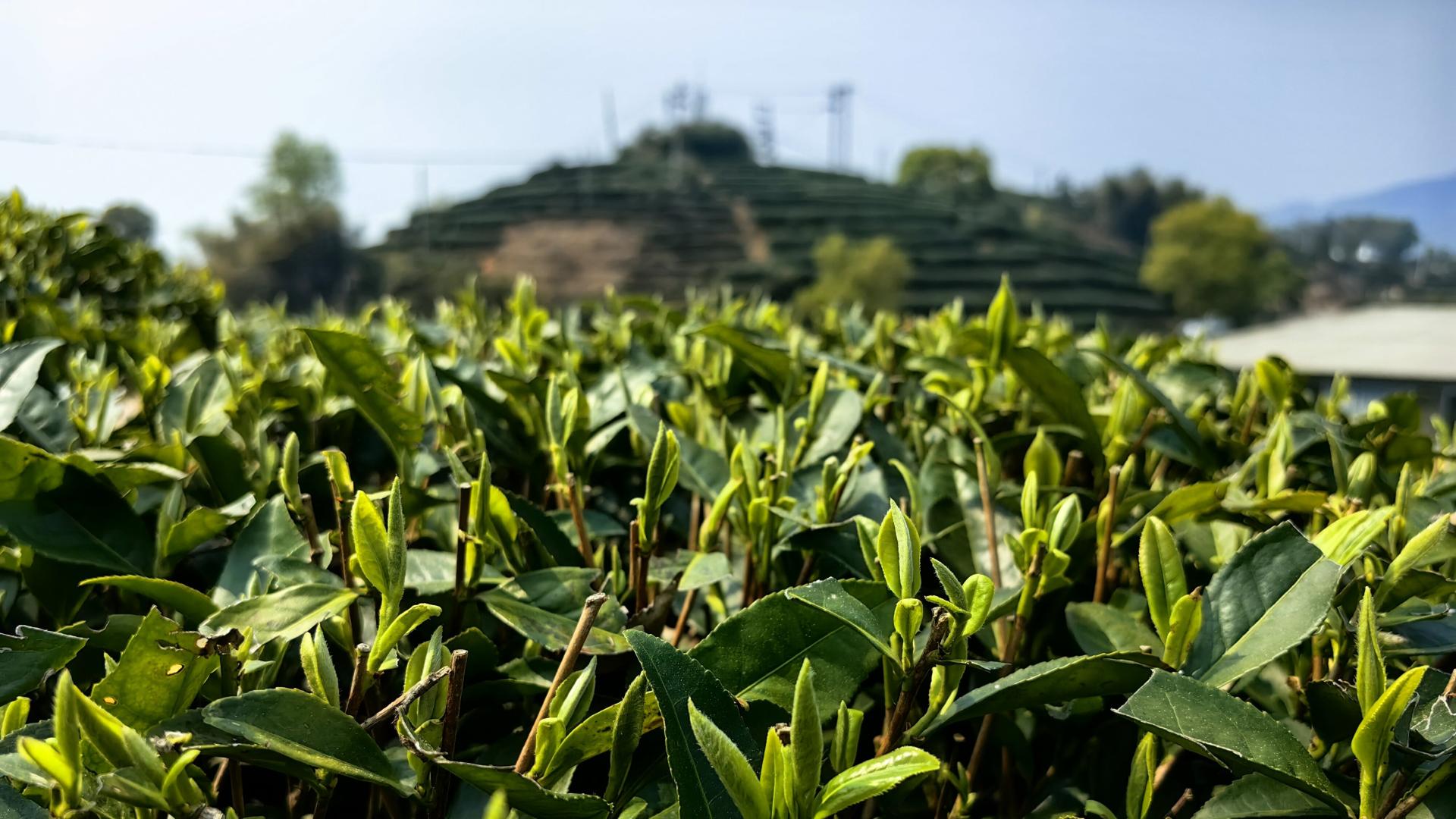 福鼎白茶选购的“三生三世”：产区为骨，工艺为魂，储存为命