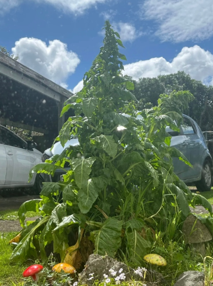 这菠菜能当门神了！