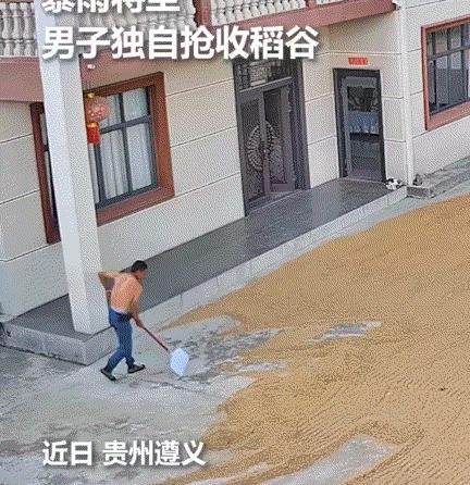 暖心了！贵州遵义，一男子在家见天气突变暴雨将至，便赶紧拿起工具抢收自家院子里晒着