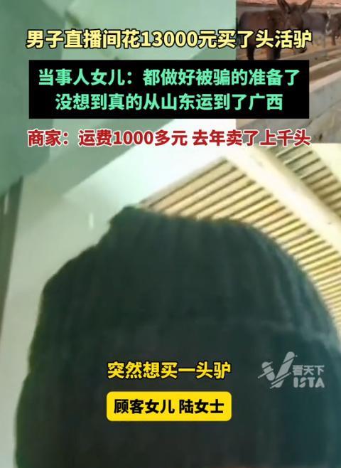 广西大叔心真大，在直播间从山东买了头活驴11000元，运费1200元， 女儿以为