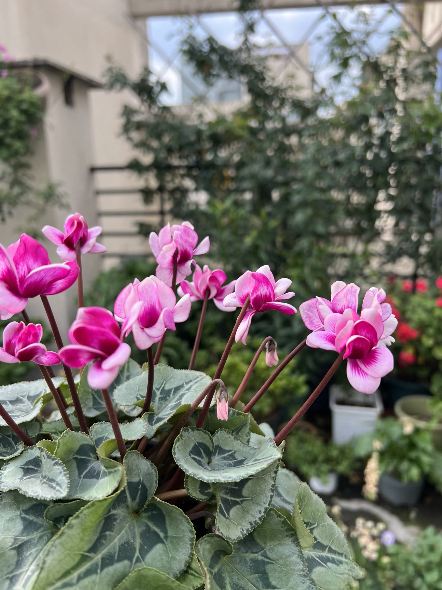 花市选仙客来：记住 “叶子多 = 花多”，闭眼不踩雷！