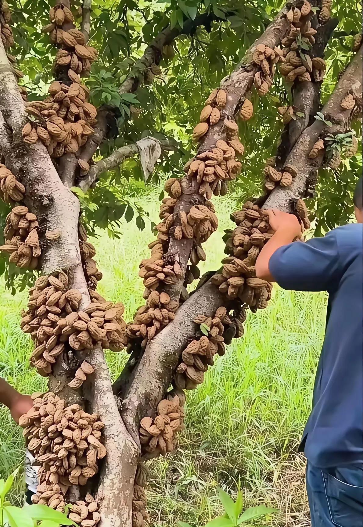 这棵树上密密麻麻的都长出什么东西了？