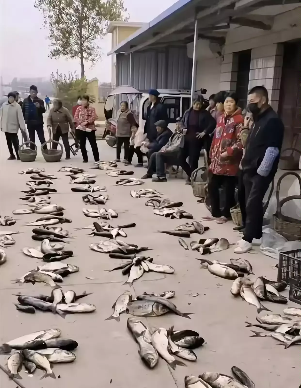 七八十年代的生产队分鱼，你绝对没见过的场景