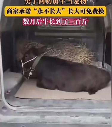 原来真的有稳赚不赔的生意！”男子网购黄牛当宠物，商家承诺“永不长大”，如果长大可