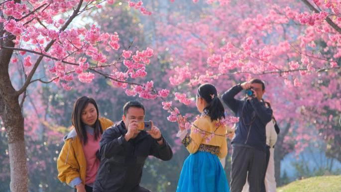 云南大理大学樱花开放，一年只对游客开放四天：错过就得等一年