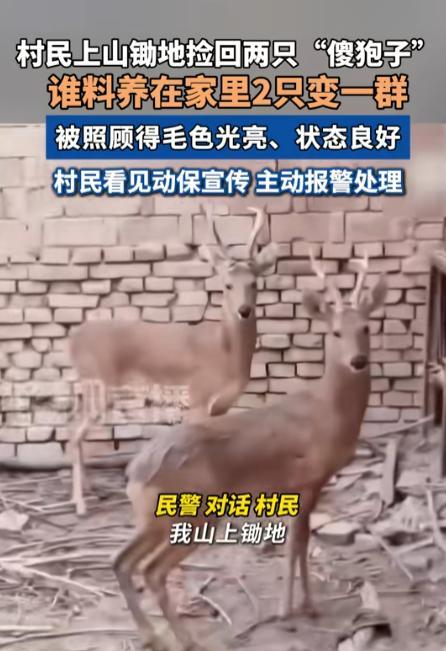 “长期饭票没了！”



6月27日，陕西延安志丹县村民张大（化名）在田间劳作时