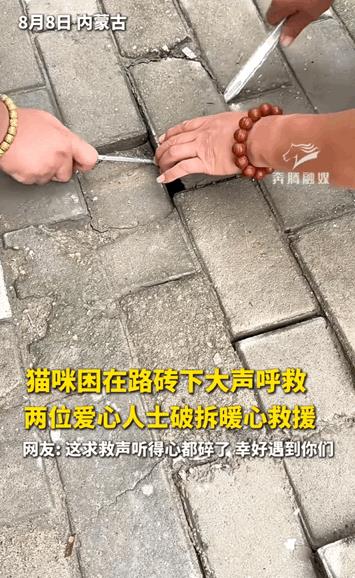 万物皆有灵性！内蒙古，猫咪被困在路砖下大声呼救，路过的两位爱心人士听了半天声音才