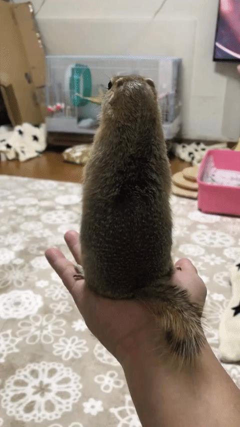 松鼠的头部防抖系统，其实人类的头部也有一定的防抖能力，不信你可以把相机固定到头顶