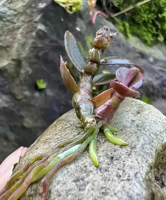 哇，大家认识，这是什么植物吗？生命力太厉害了，这小植物顽强地在石头缝里生根发芽，