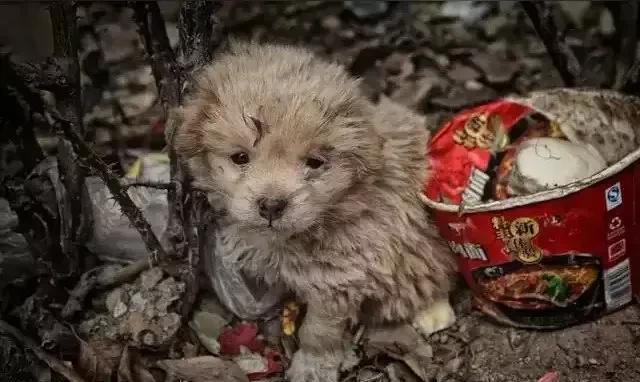 朋友圈的一个人经常秀她家狗狗的照片，人狗确实很亲密。
昨天她又发文说，养宠物是爱