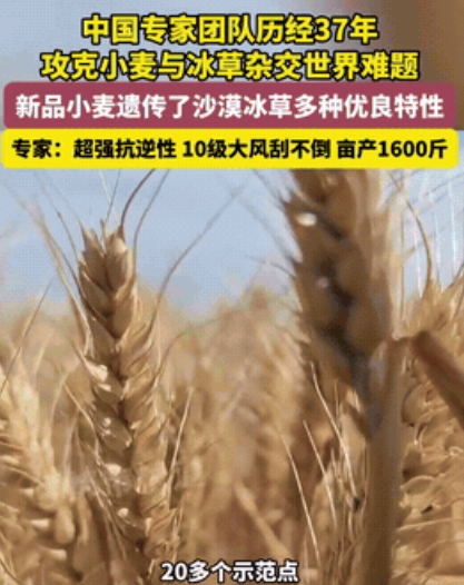这才是中国力量！”中国科学家用37年的死磕和坚持，一种叫“普冰03”的新品种小麦