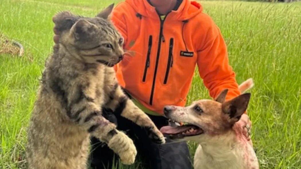 时隔一年，一夜破坏95个鸟巢的野猫被抓，体重12斤