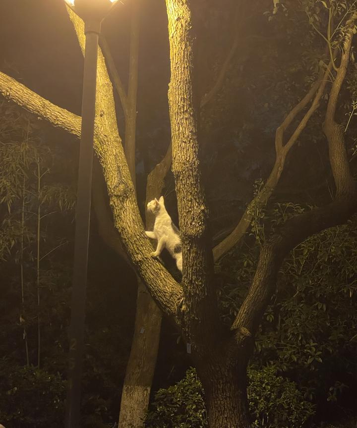 这只猫每天夜深人静时趴这棵树，我已经观察了好几天。
现在是夜里十一点，这只猫还在