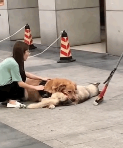 就佩服这种，拉都拉不住，还养大型犬。

见到此情景，很多网友评论道：

大家不要