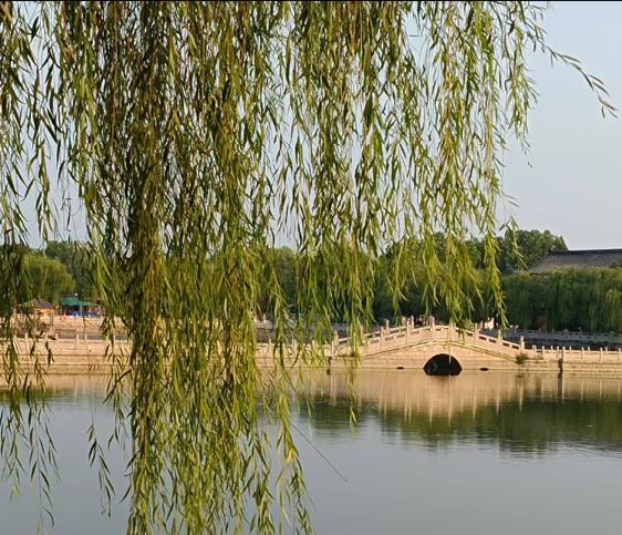      清晨去奎星湖公园锻炼，那简直是一种享受，一路上还能随手拍各种美景。
夏