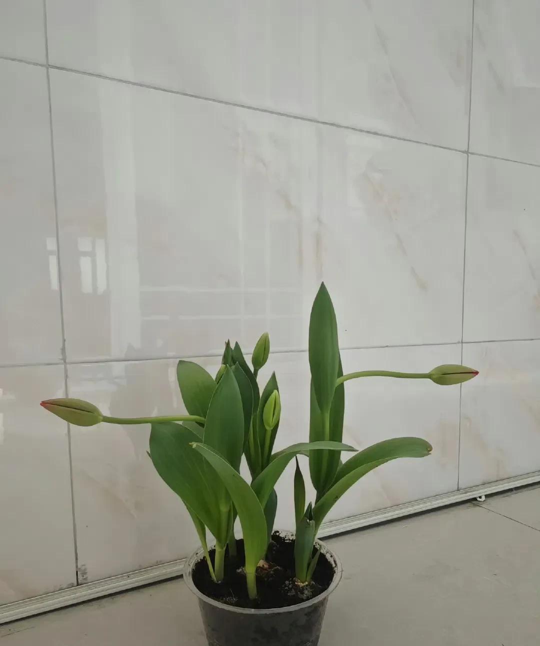 网友分享说自己养的郁金香疑似“分手了”。刚看完文字脑海中还自动响起bgm“这啥呀