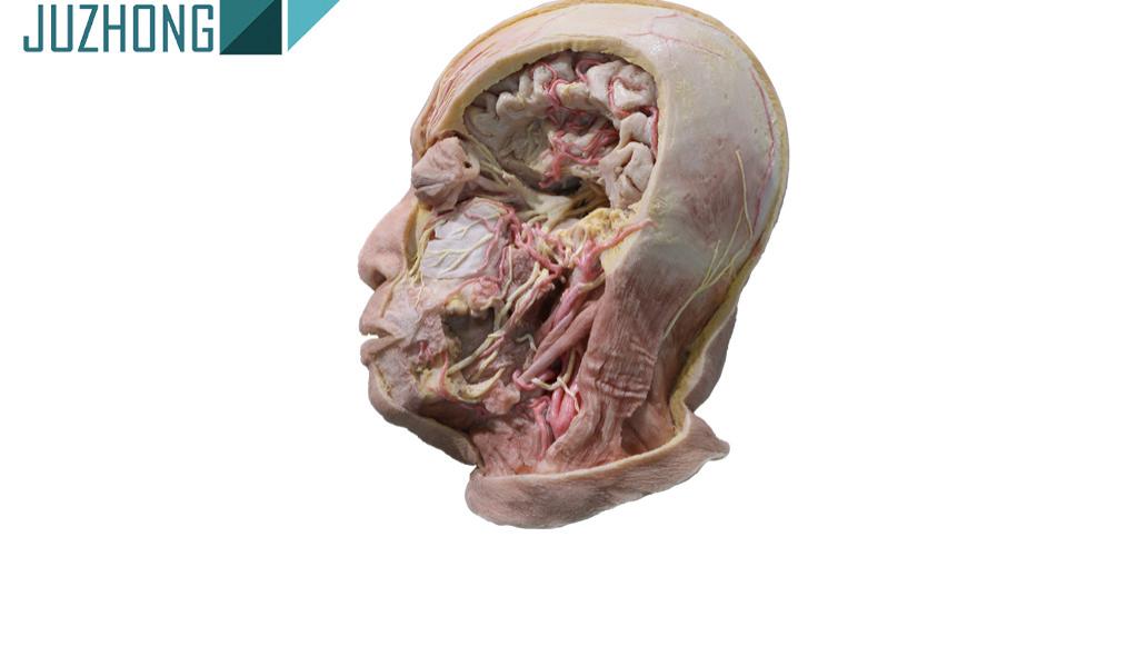 赋能医教深耕｜聚众医教高仿真面部塑化解剖标本，筑牢医学院校教学根基