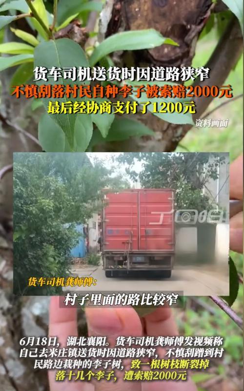 “严查到底！”6月18日，湖北襄阳，一名货车司机送货途中不小心刮到村民家的李子树
