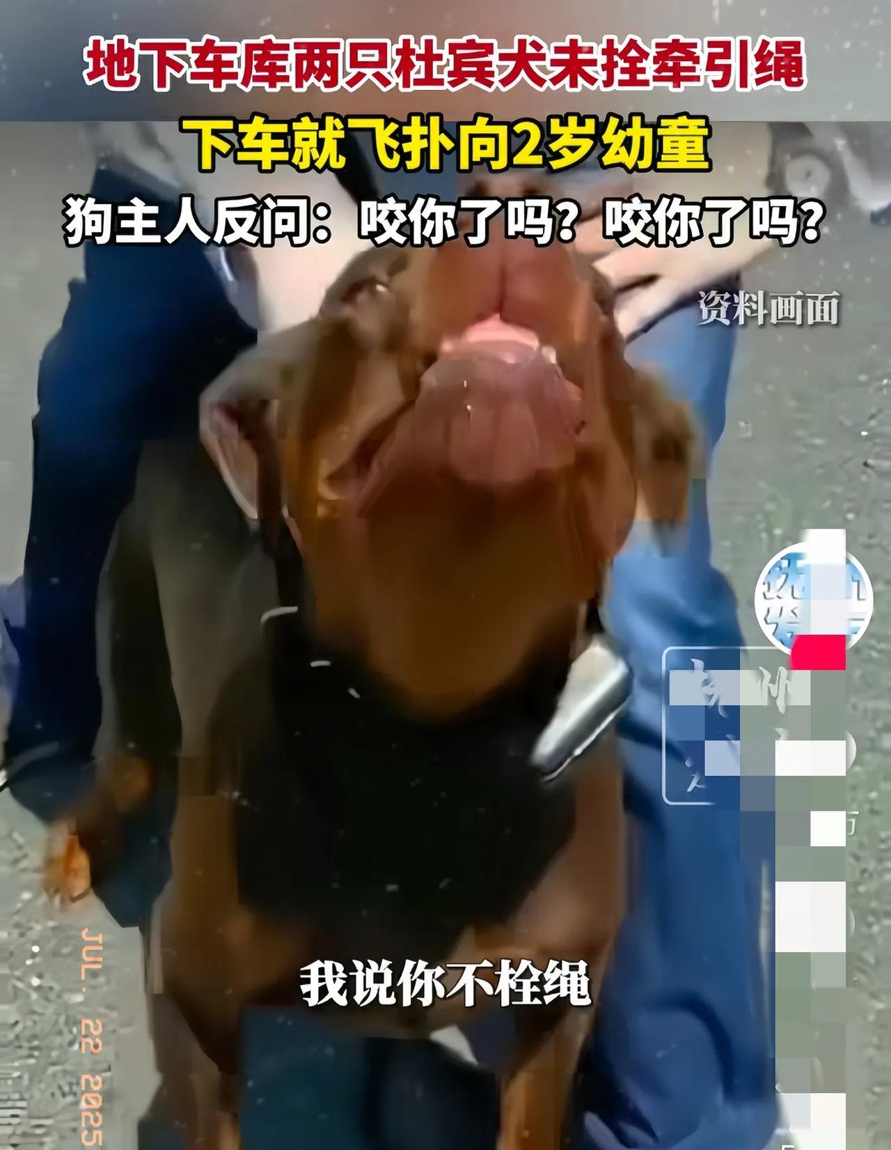 网友不干了。杜宾犬事件最新进展，当地警方称已妥善处理此事件，但没有详细说明处理结