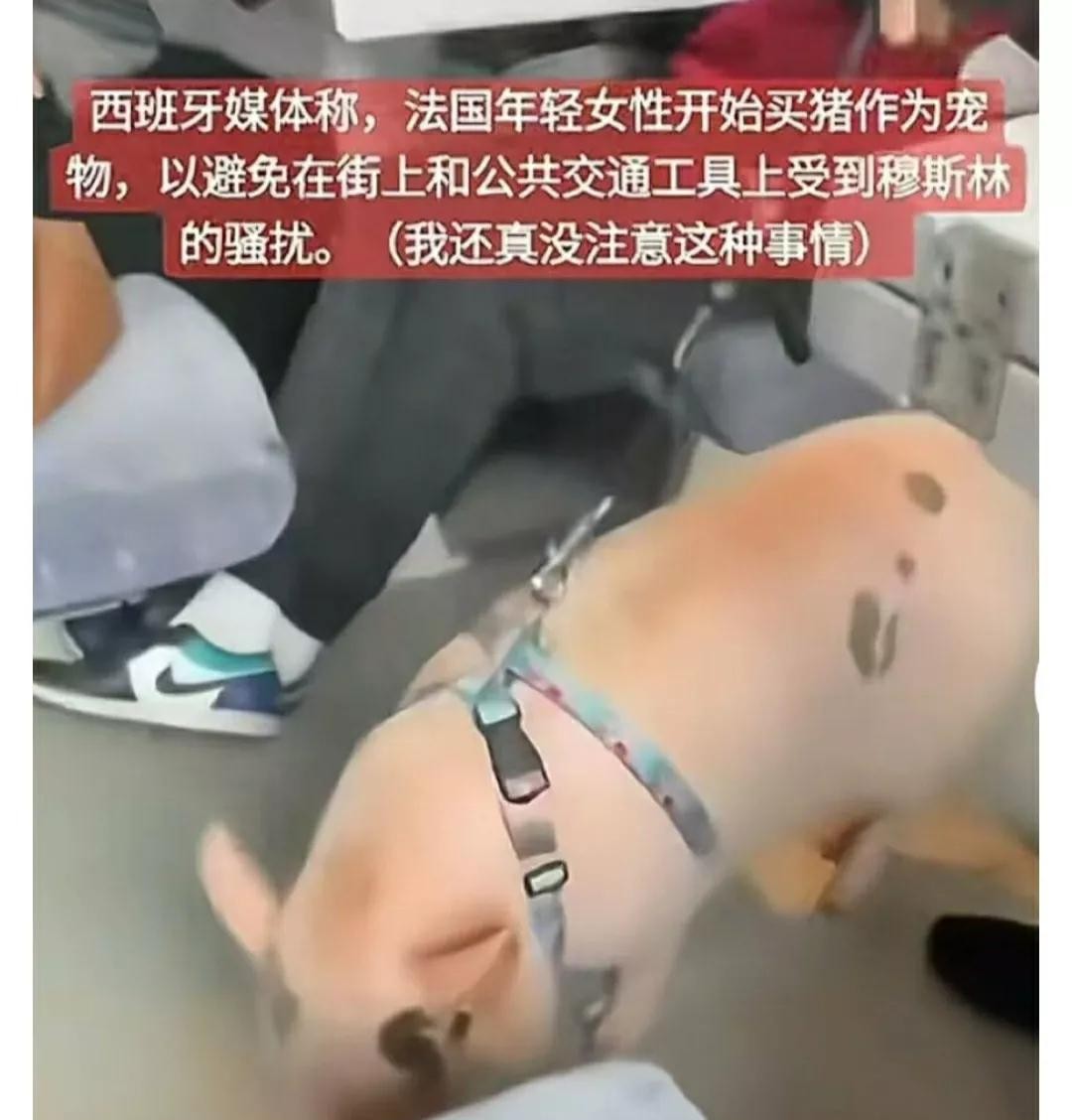 欧洲人与穆斯林文化冲突





文化冲突？欧洲人用猪肉对抗穆斯林，这真的res