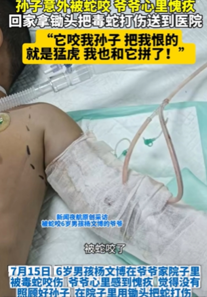 “有仇必报！”7月15日，黑龙江，孙子意外被毒蛇咬，爷爷感到很愧疚，竟然立马回家