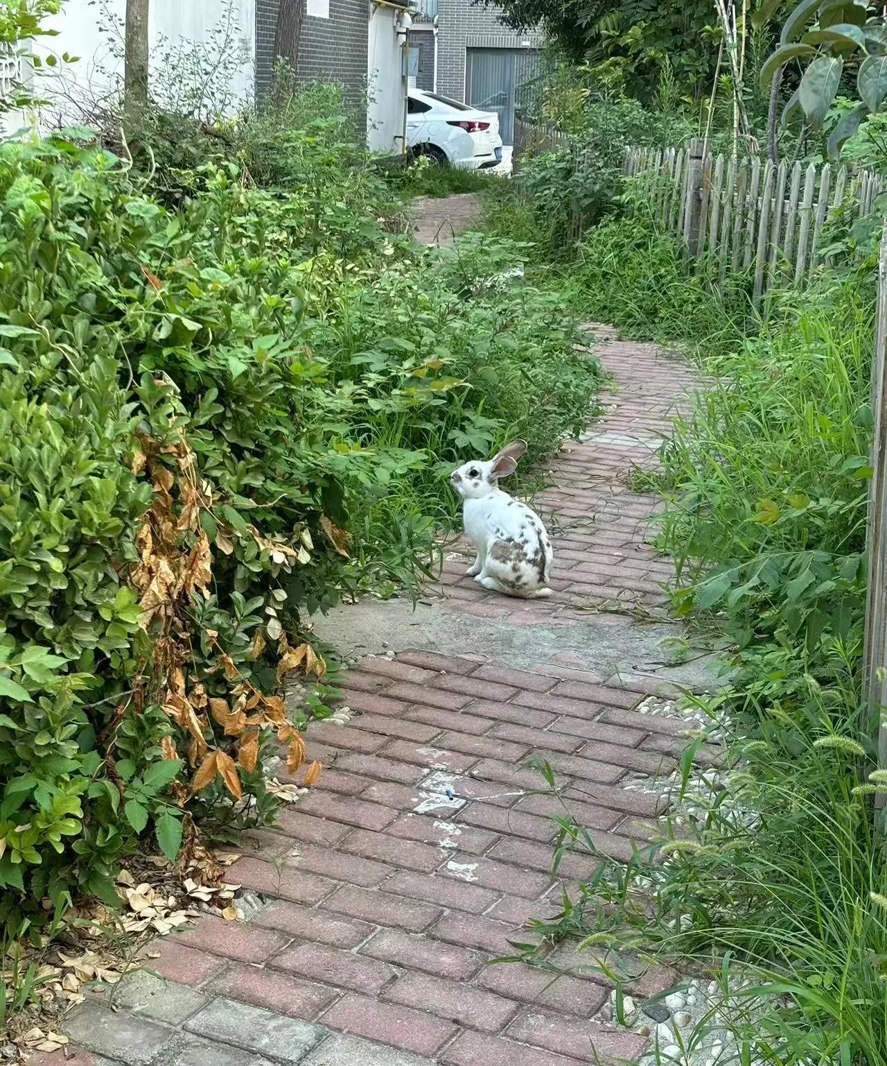 #老街猫狗图鉴#
一只兔子，一只狗狗
养狗的日子，你别想睡懒觉，被迫变成勤快人！