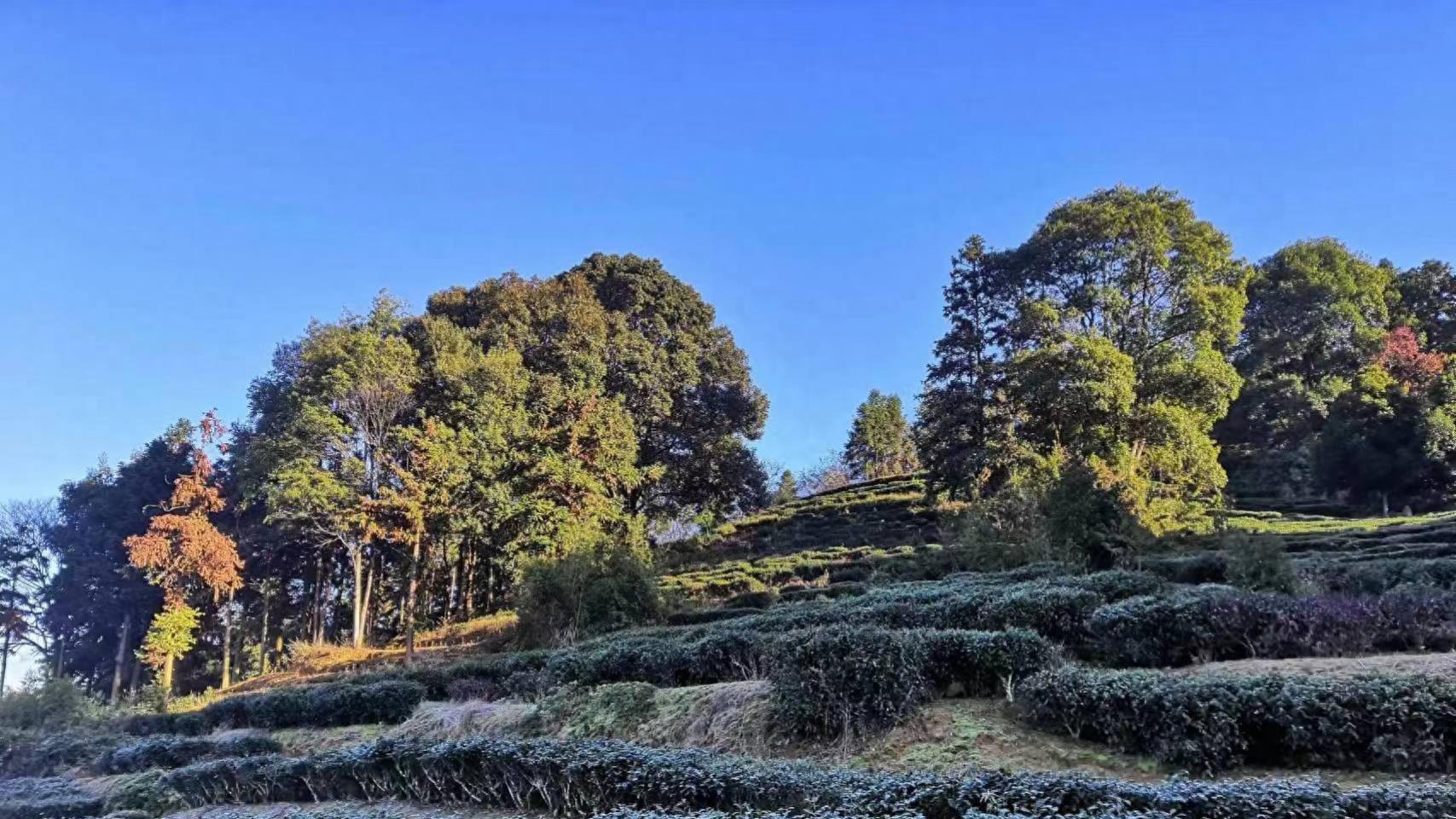 深秋茶休时，我们的答案依旧：只为一杯更干净的头春茶