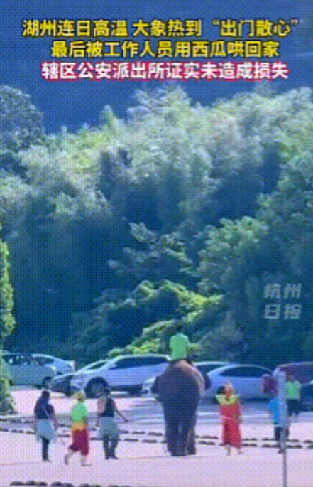 浙江湖州持续高温，龙之梦乐园里的一头大象难耐炎热，自行溜达到园区外乘凉去了。工作