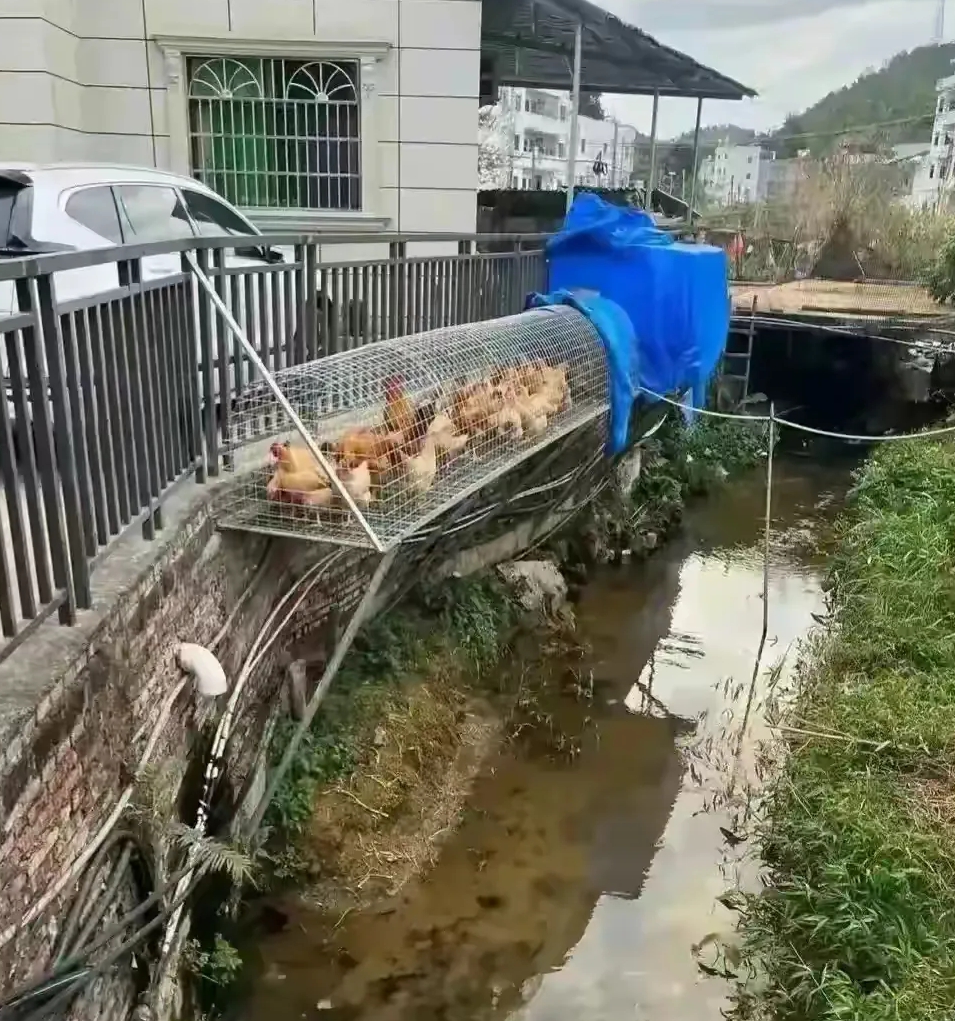 这鸡养的不用打扫卫生，鸡粑粑直接就冲走了
