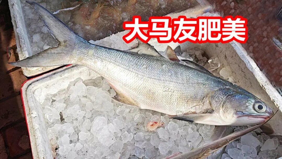 大马友肥美，北方马鲛惊现，广州莲花山码头11月下旬