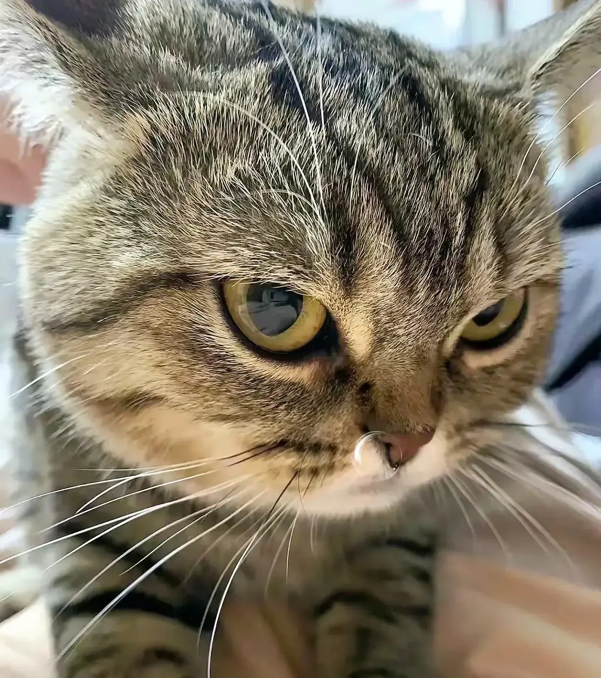 我爸养了半年的狸花猫，经常5.6天不回家，每次回来身上还总是香喷喷的。

狸