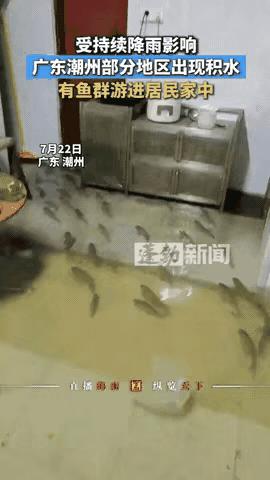格局打开了！广东，暴雨把鱼塘冲垮了，数不清的罗非鱼游到了村民家里，村民们把鱼全都