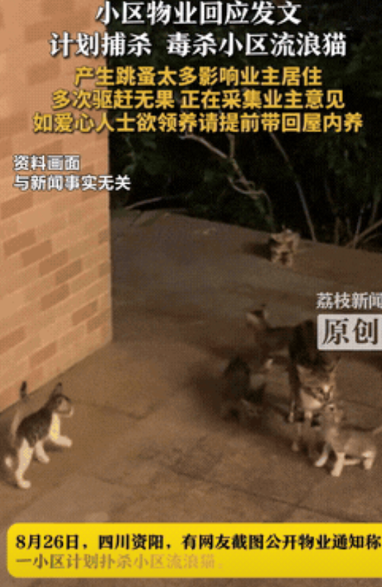 “吵翻天了！”四川资阳，一小区物业发布通知，打算对小区里的流浪猫进行捕杀！没想到