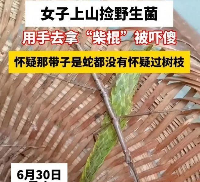 女子上山捡菌子捡到一根会跑的“棍子”，瞬间被吓傻
雨后的重庆山林像被浸透的绿毯子