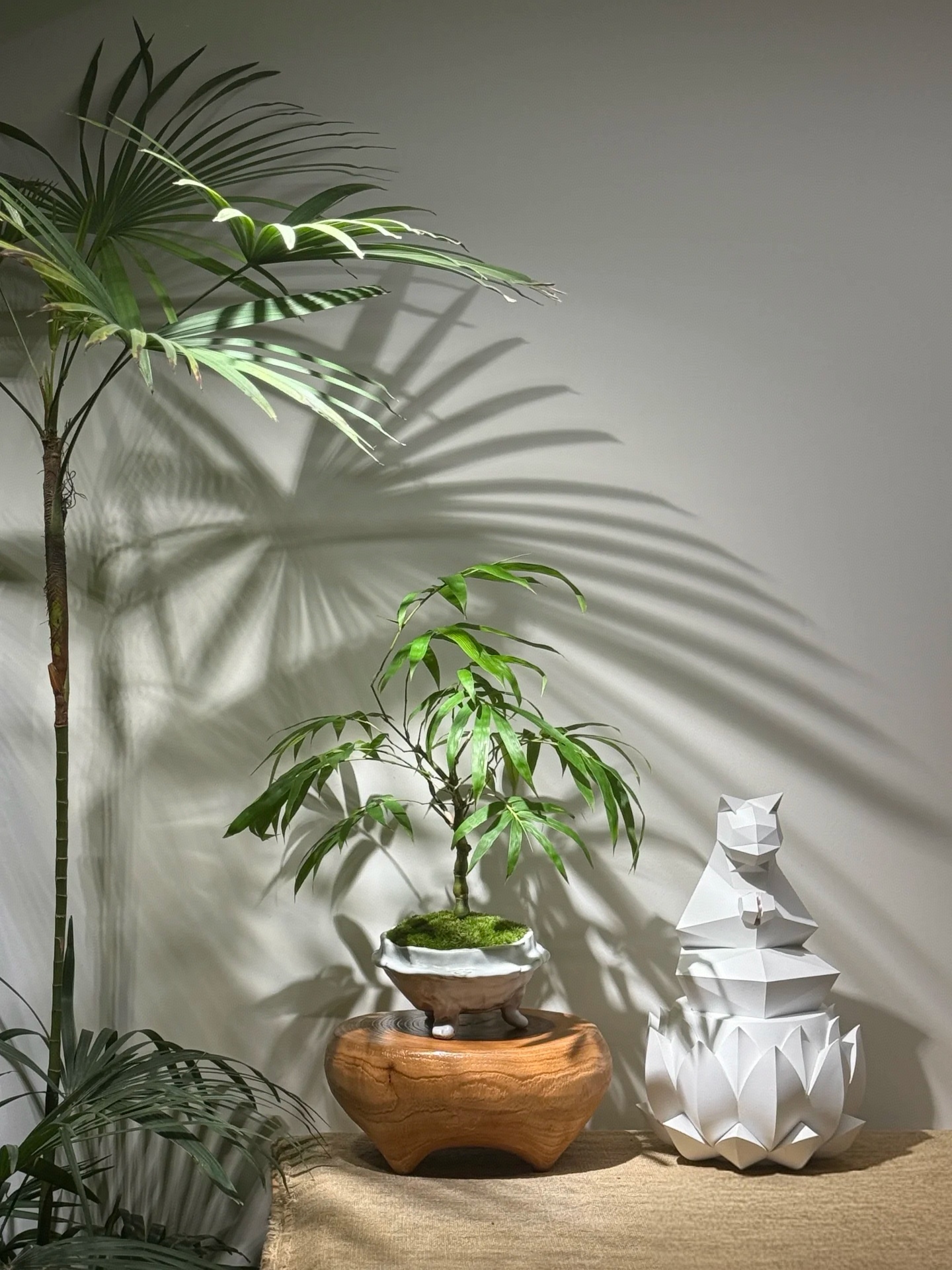 买竹子成品盆景，别被 “颜值” 晃了眼！