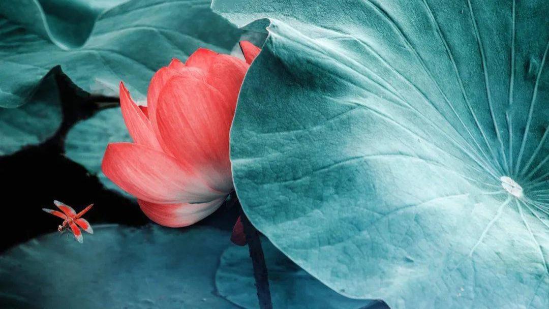 命里无时莫强求：跟老天爷作对，是没有好结果的