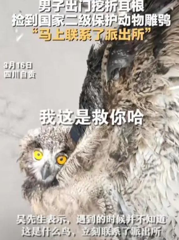 “求生欲很强”！四川，一男子去山里挖折耳根，结果刚挖了1个，就听到旁边草丛在动，