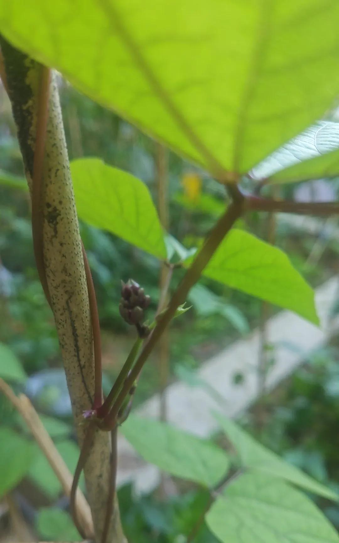 弱小的时候
安静独处挺好
好为人师
止增笑耳。
处处讨好
亦不明智。
在弱小之际