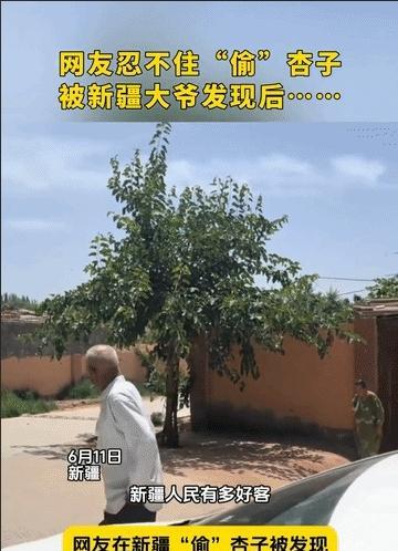 笑岔气了！男子去新疆旅游，偷吃大爷家杏子，不料，被大爷发现，本以为大爷会骂人，没