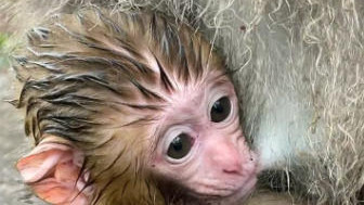 “猴子雨”？贵阳黔灵山下不满百万猕猴野性大发？